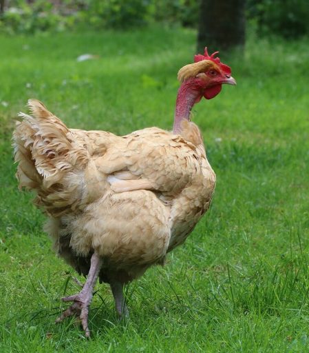 poule cou-nu rouge
